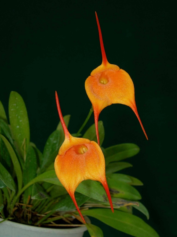 Masdevallia Copper Angel